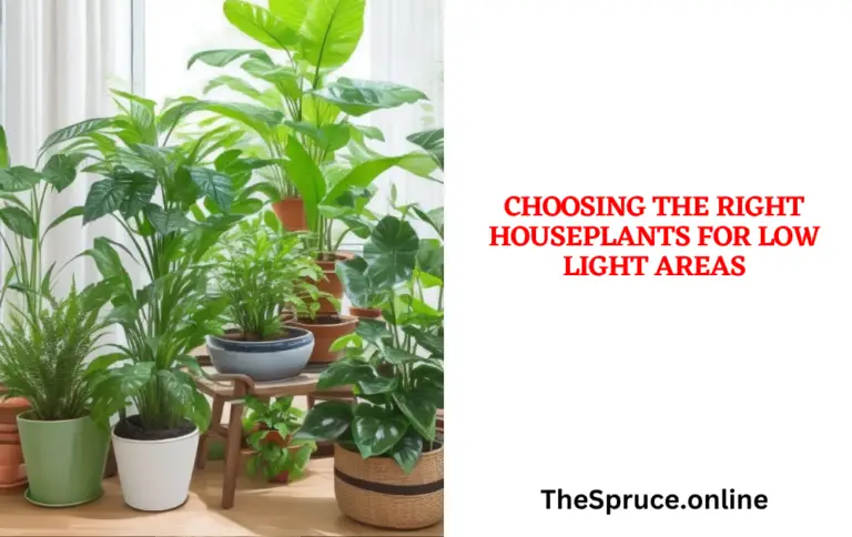 Choosing the Right Houseplants for Low Light Areas