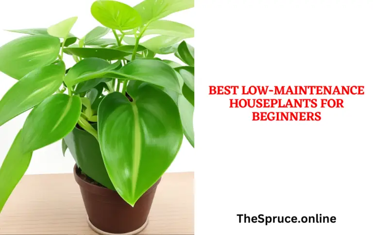 Best Low-Maintenance Houseplants for Beginners