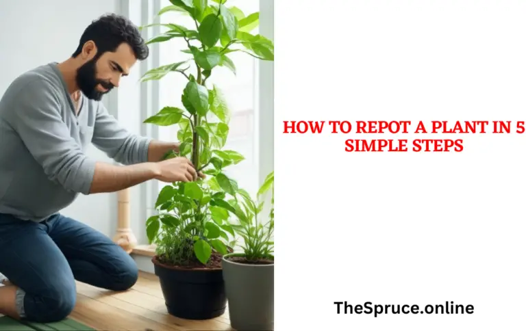 How to Repot a Plant in 5 Simple Steps