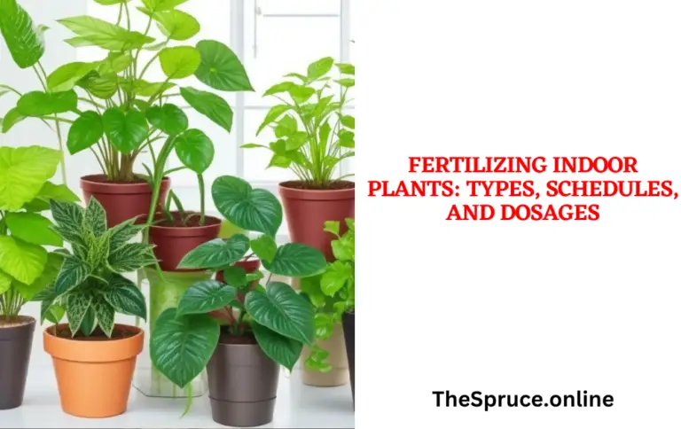 Fertilizing indoor plants: types, schedules, and dosages