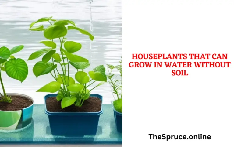 Houseplants that Can Grow in Water Without Soil